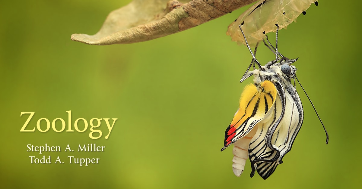 closeup of a butterfly hanging upside-down from a cocoon with the book title 'zoology'